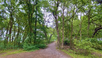 Strand_1_Dünenwald